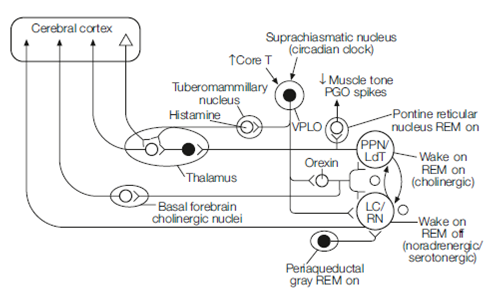 188_Physiology of Nrem sleep.png